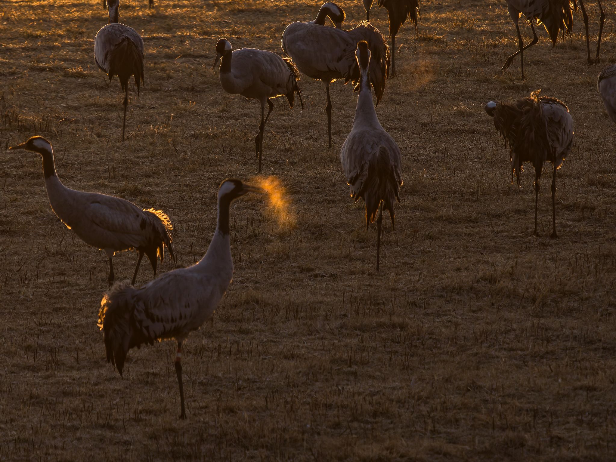 011 250324 0639 H  1HR0468 DxO DeepPRIME XD2s